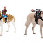 Dog Rider Costumes For Halloween!